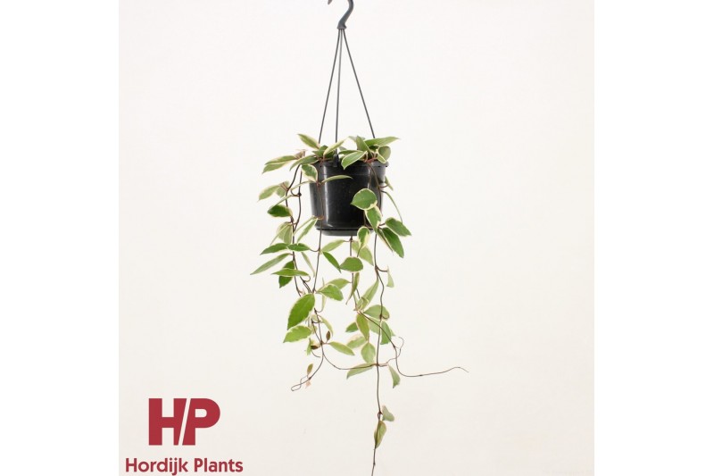 Hoya carnosa floraganza flamingo dream hp 