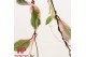 Hoya carnosa floraganza flamingo dream hp 
