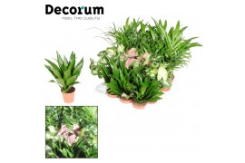 Kamerplanten mix groen Tiny Happy Family Comfort mix 5-6 soorten decor