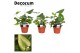 Hemionitis arifolia decorum 