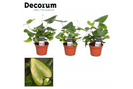 Hemionitis arifolia decorum