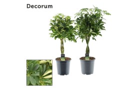 Schefflera arboricola gevlochten stam mix decorum