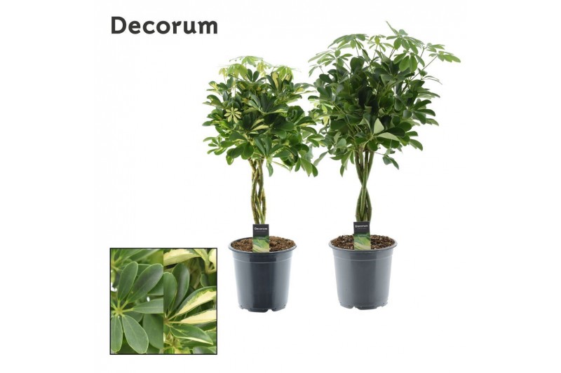 Schefflera arboricola gevlochten stam mix decorum Schefflera arboricola gevlochten stam mix decorum