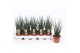Sansevieria fernwood mikado 