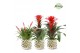 Bromelia mix Royal mix Xmas Royal Crown keramiek 
