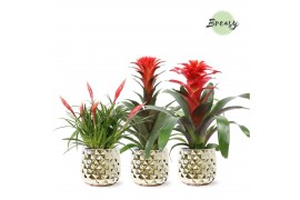Bromelia mix Royal mix Xmas Royal Crown keramiek