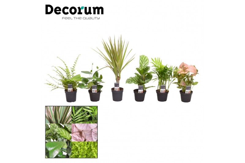 Kamerplanten mix Keen on Green mix Florida decorum Kamerplanten mix Keen on Green mix Florida decorum