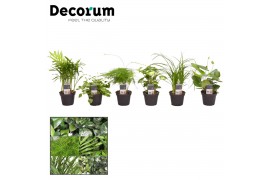 Kamerplanten mix Keen on Green mix Georgia decorum