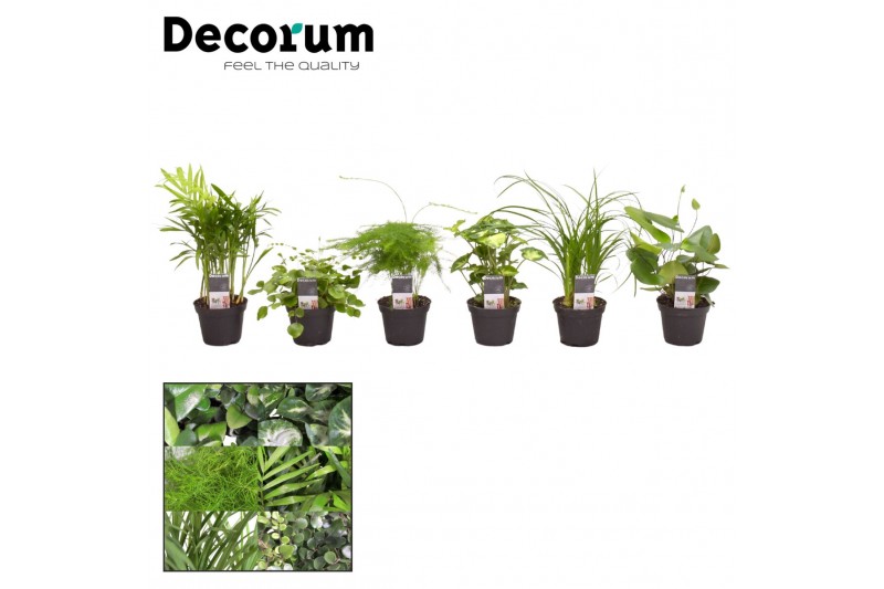 Kamerplanten mix Keen on Green mix Georgia decorum Kamerplanten mix Keen on Green mix Georgia decorum
