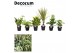 Kamerplanten mix Keen on Green mix Colorado decorum 
