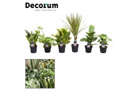 Kamerplanten mix Keen on Green mix Colorado decorum