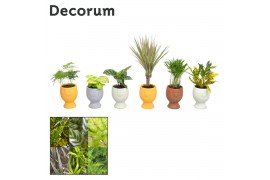 Kamerplanten mix Keen on Green mix New York decorum in Facepot Pepijn 