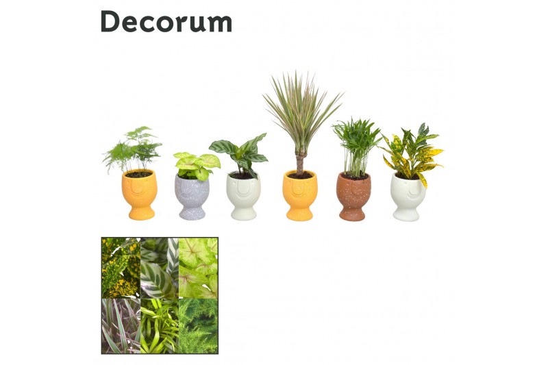 Kamerplanten mix Keen on Green mix New York decorum in Facepot Pepijn Kamerplanten mix Keen on Green mix New York decorum in Facepot Pepijn