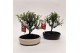Cotoneaster bonsai oval 