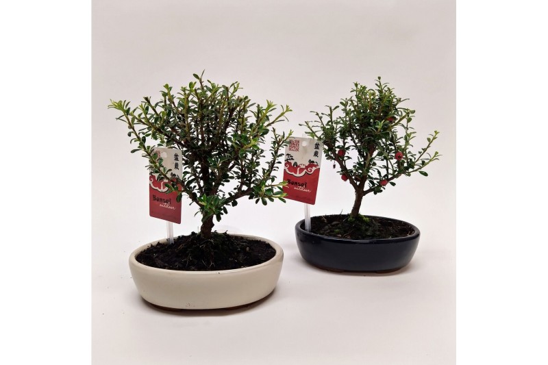 Cotoneaster bonsai oval 