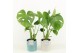 Monstera deliciosa in tess keramiek 