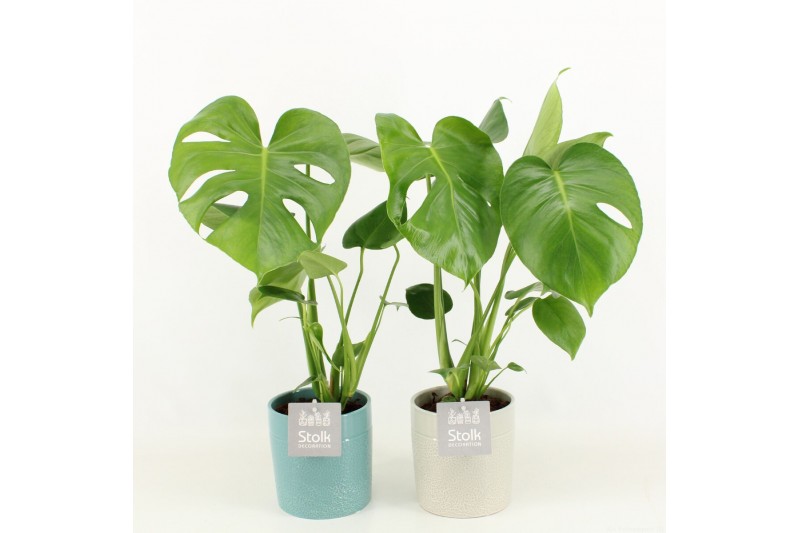 Monstera deliciosa in tess keramiek 