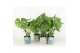 Monstera deliciosa in tess keramiek 