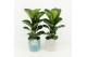 Ficus lyrata in tess keramiek 
