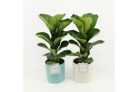 Ficus lyrata in tess keramiek