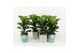 Ficus lyrata in tess keramiek 