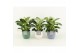 Philodendron in expression keramiek 
