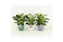 Philodendron in expression keramiek