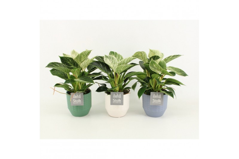 Philodendron in expression keramiek 