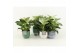 Philodendron in expression keramiek 
