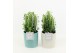 Euphorbia trigona in tess keramiek 