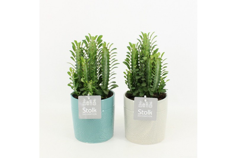 Euphorbia trigona in tess keramiek 