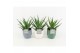 Aloe arborescens in expression keramiek 