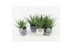 Aloe arborescens in expression keramiek 