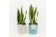 Sansevieria trifasciata futura superba in tess keramiek 