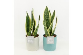 Sansevieria trifasciata futura superba in tess keramiek