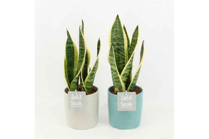 Sansevieria trifasciata futura superba in tess keramiek 