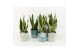Sansevieria trifasciata futura superba in tess keramiek 