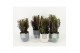 Euphorbia rubra in expression keramiek 