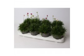 Armeria maritima invarietie 2 mix