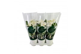 Anthurium andr. samora 6+ wit keramiek