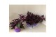 Gynura purple passion 