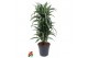 Dracaena fragr. der. ulises vertakt 