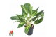 Aglaonema Key Lime 