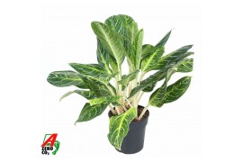Aglaonema Key Lime