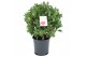 Laurus nobilis Laurus nobilis Bol zonder stam 5000 gram 40 cm diameter 