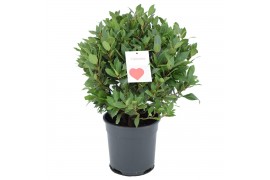 Laurus nobilis Laurus nobilis Bol zonder stam 5000 gram 40 cm diameter