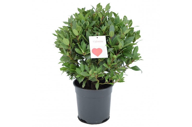 Laurus nobilis Laurus nobilis Bol zonder stam 5000 gram 40 cm diameter 