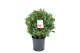 Laurus nobilis Laurus nobilis Bol zonder stam 5000 gram 40 cm diameter 