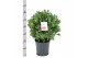 Laurus nobilis Laurus nobilis Bol zonder stam 5000 gram 40 cm diameter 