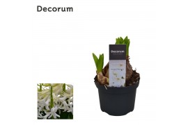 Hyacinthus multiflora Wit